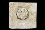 Fossil Crinoid - Keokuk Formation, Missouri #157253-1